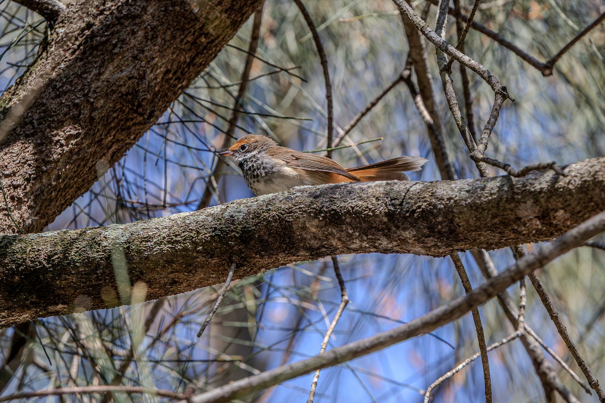 Australian Rufous Fantail - ML641872207