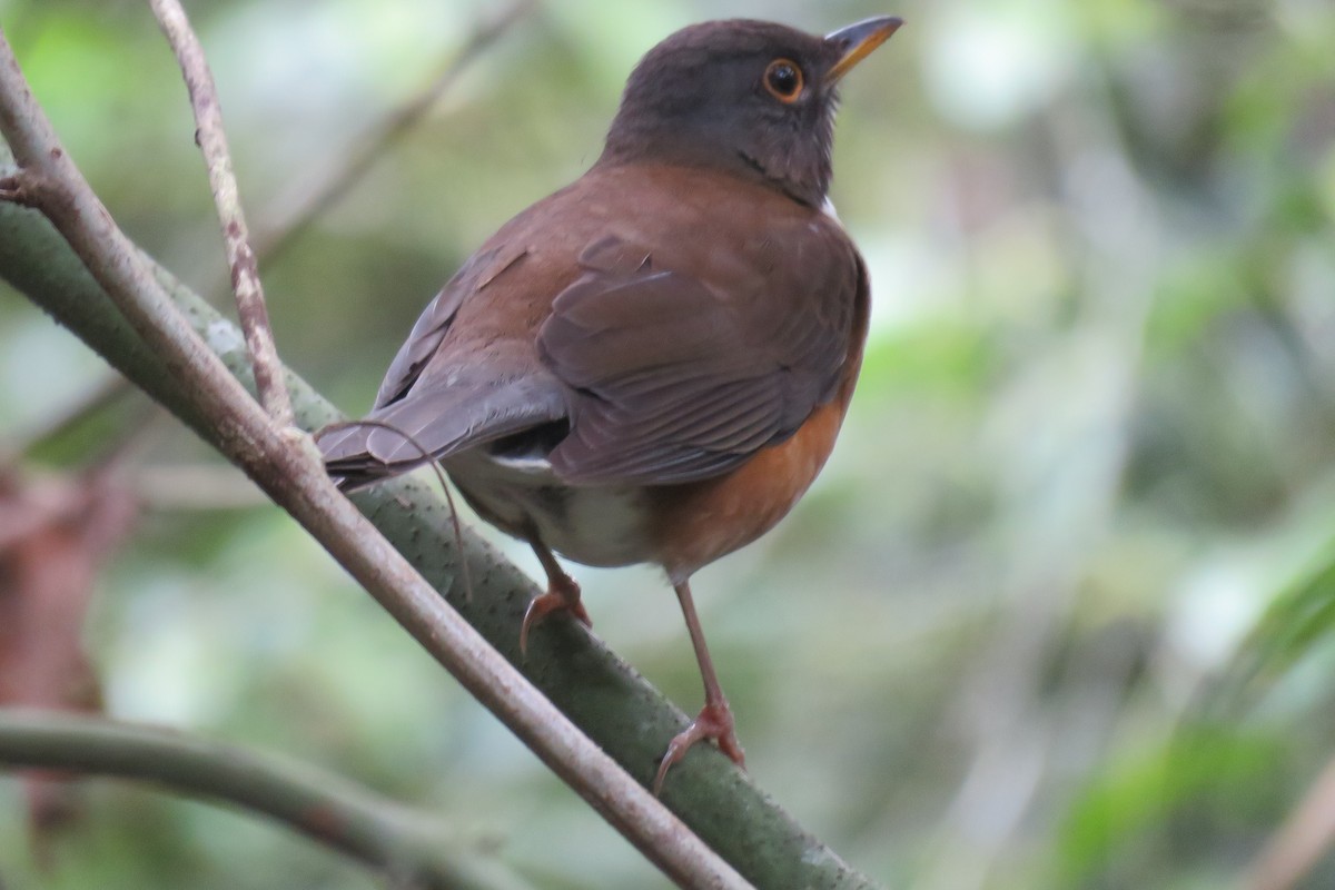 White-necked Thrush - ML641872212