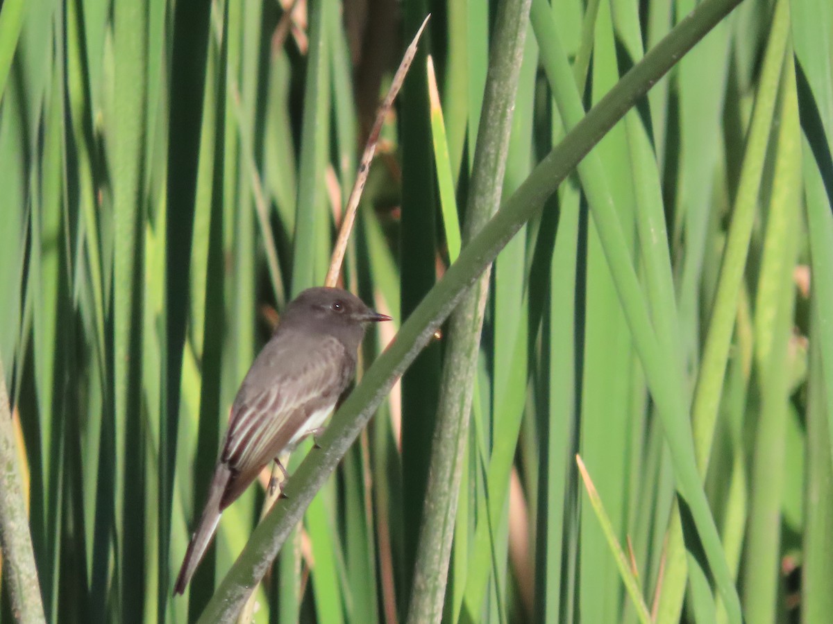Black Phoebe - ML641872216