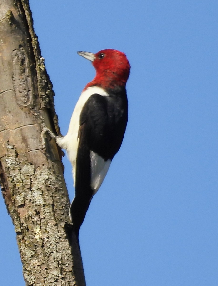 Red-headed Woodpecker - ML641872218