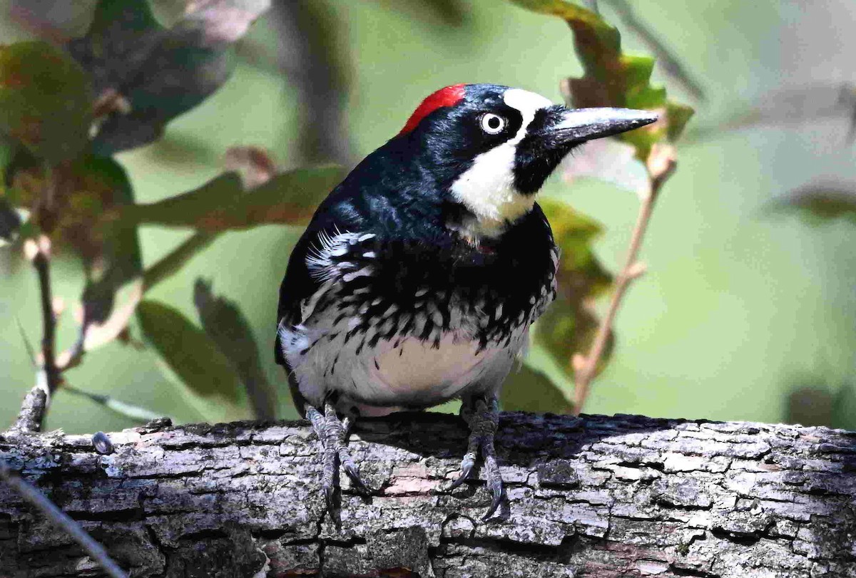 Acorn Woodpecker - ML641872223