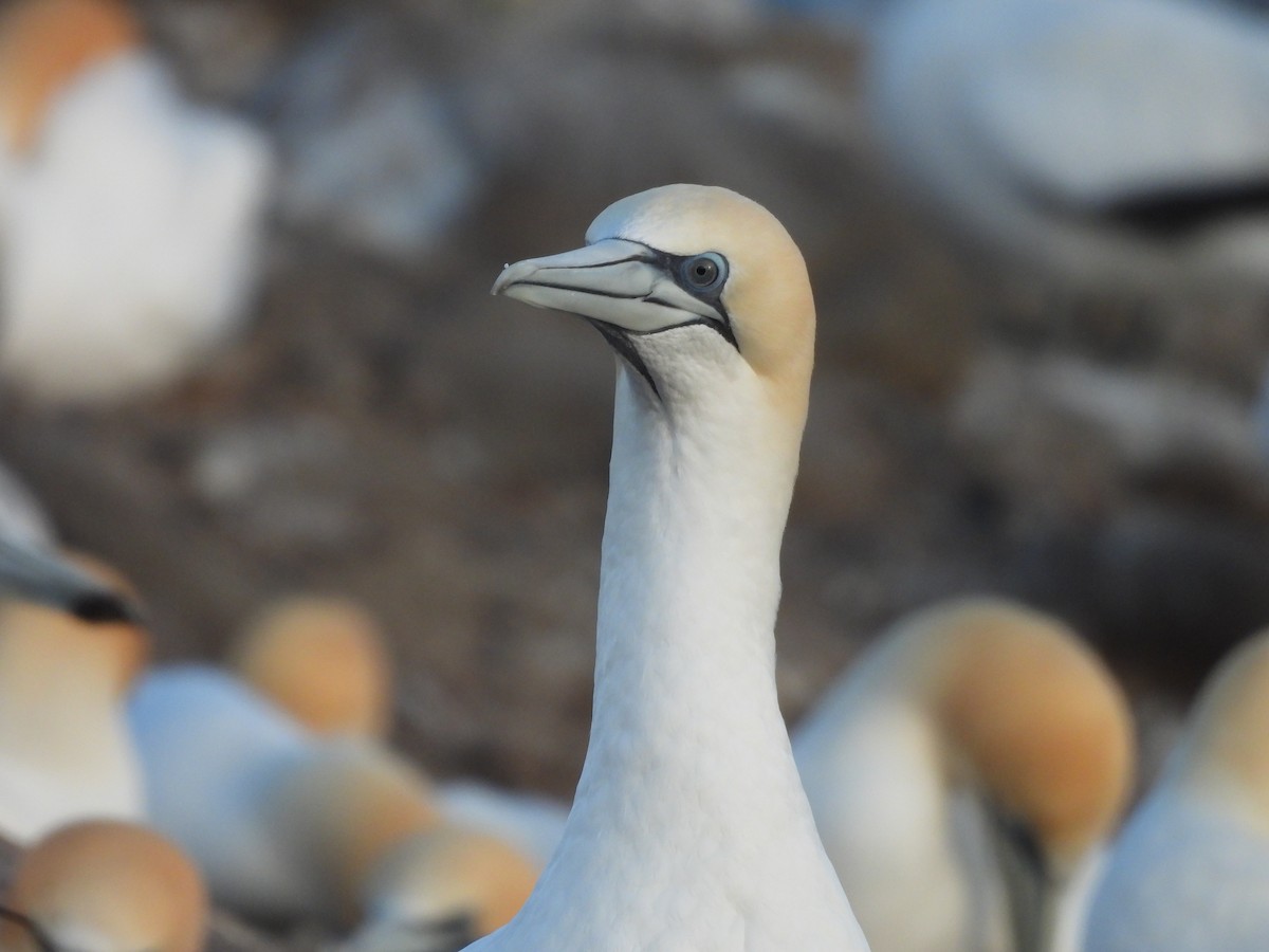 Australasian Gannet - ML641872233