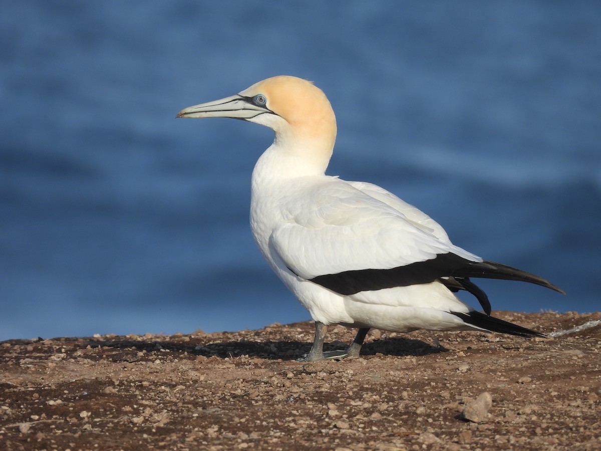 Australasian Gannet - ML641872235