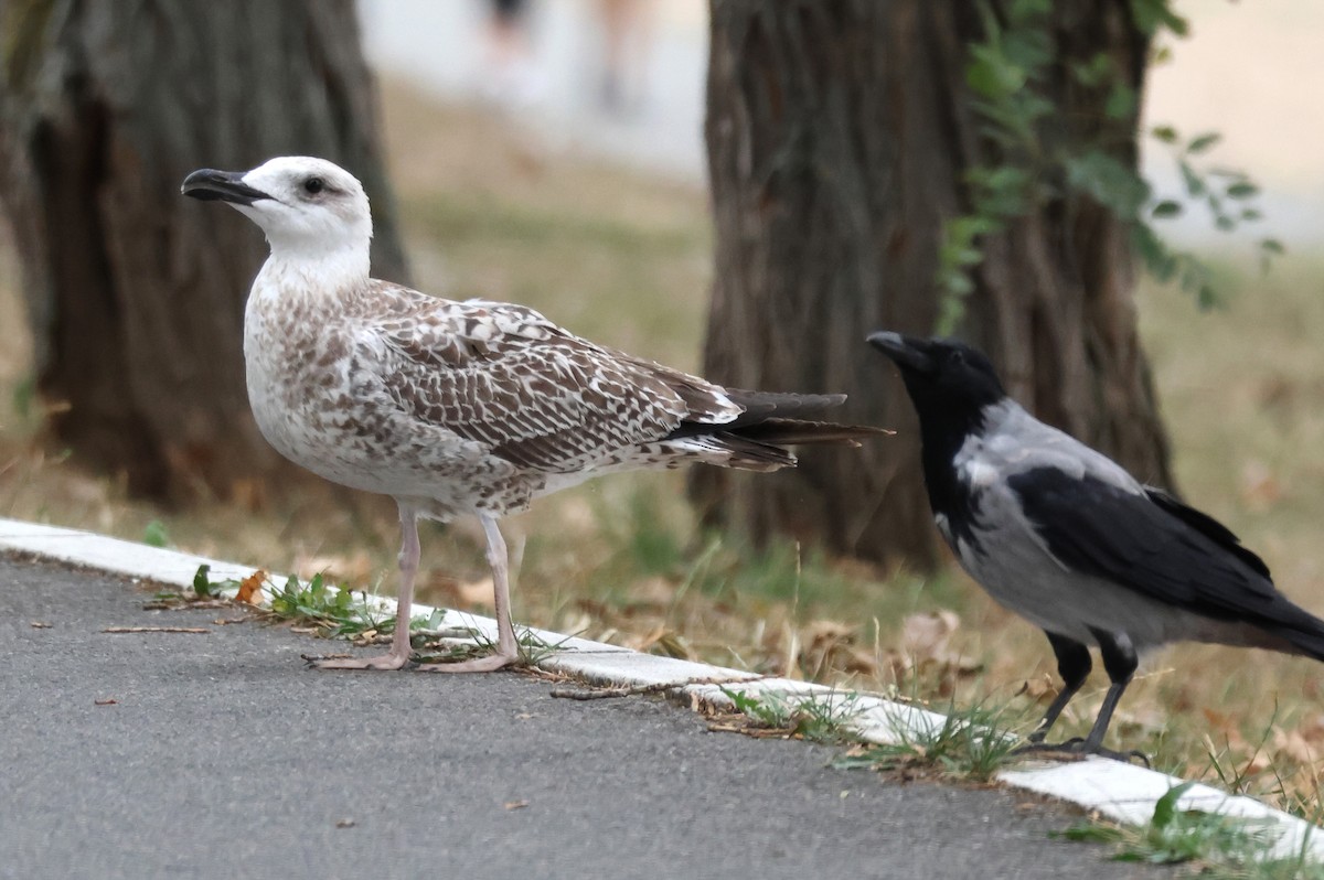 Caspian Gull - ML641872237