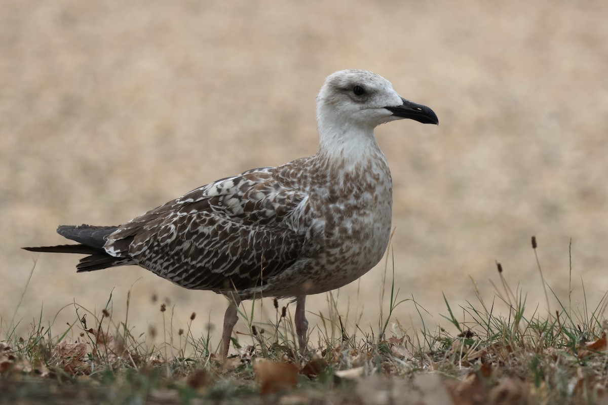 Caspian Gull - ML641872238