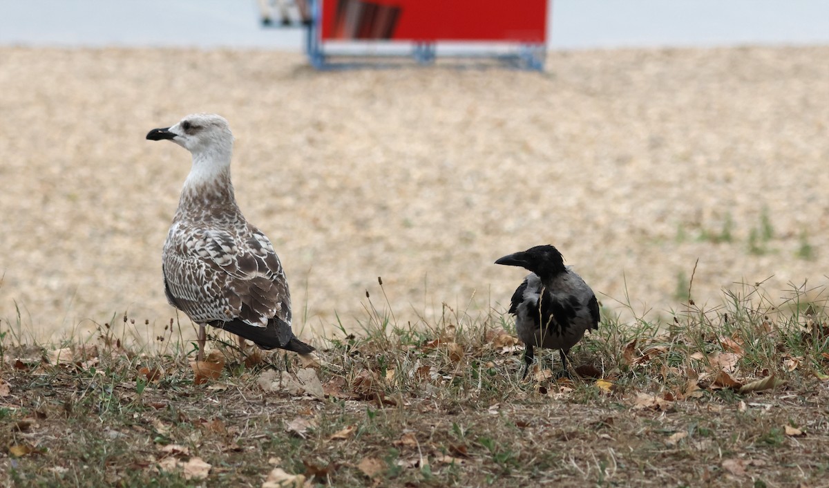 Caspian Gull - ML641872239
