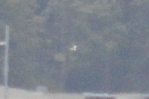 Sabine's Gull - ML641872240