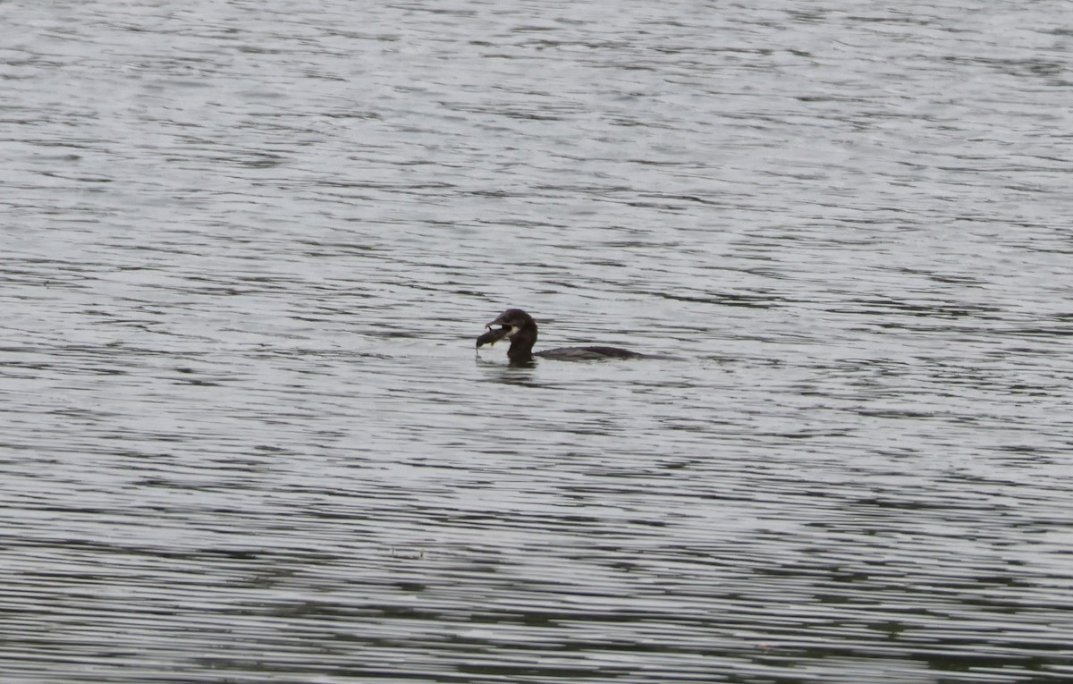 Cormoran pygmée - ML641872286