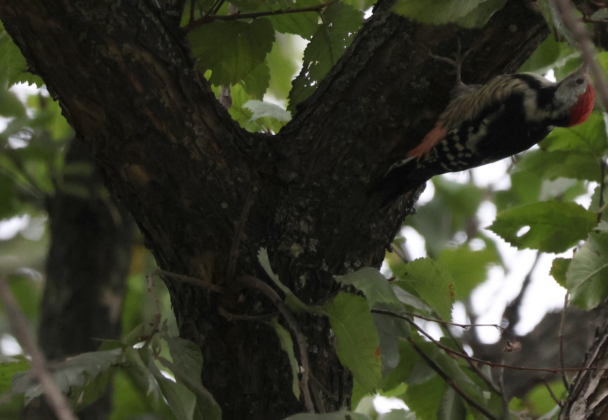 Middle Spotted Woodpecker - ML641872316