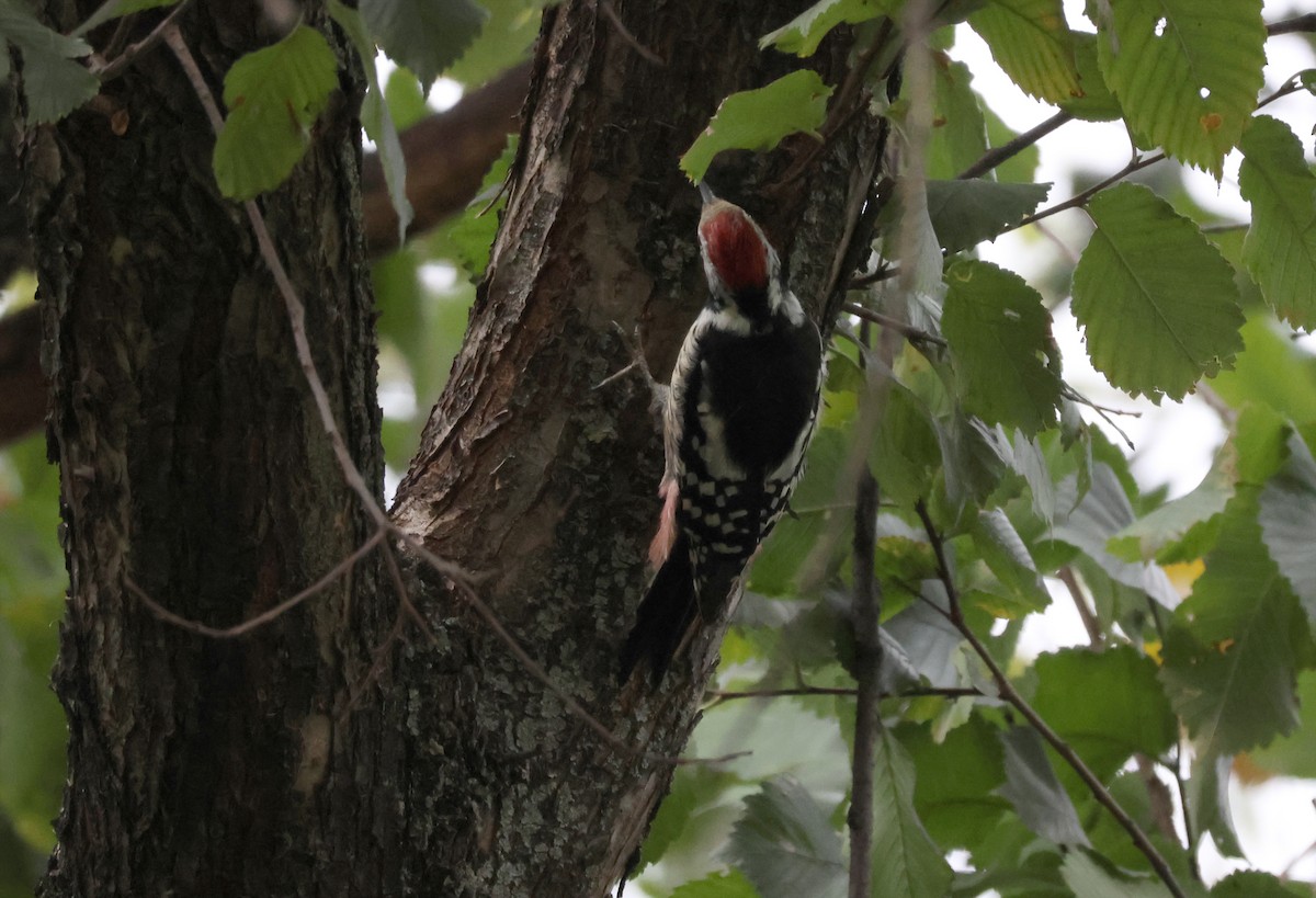 Middle Spotted Woodpecker - ML641872317