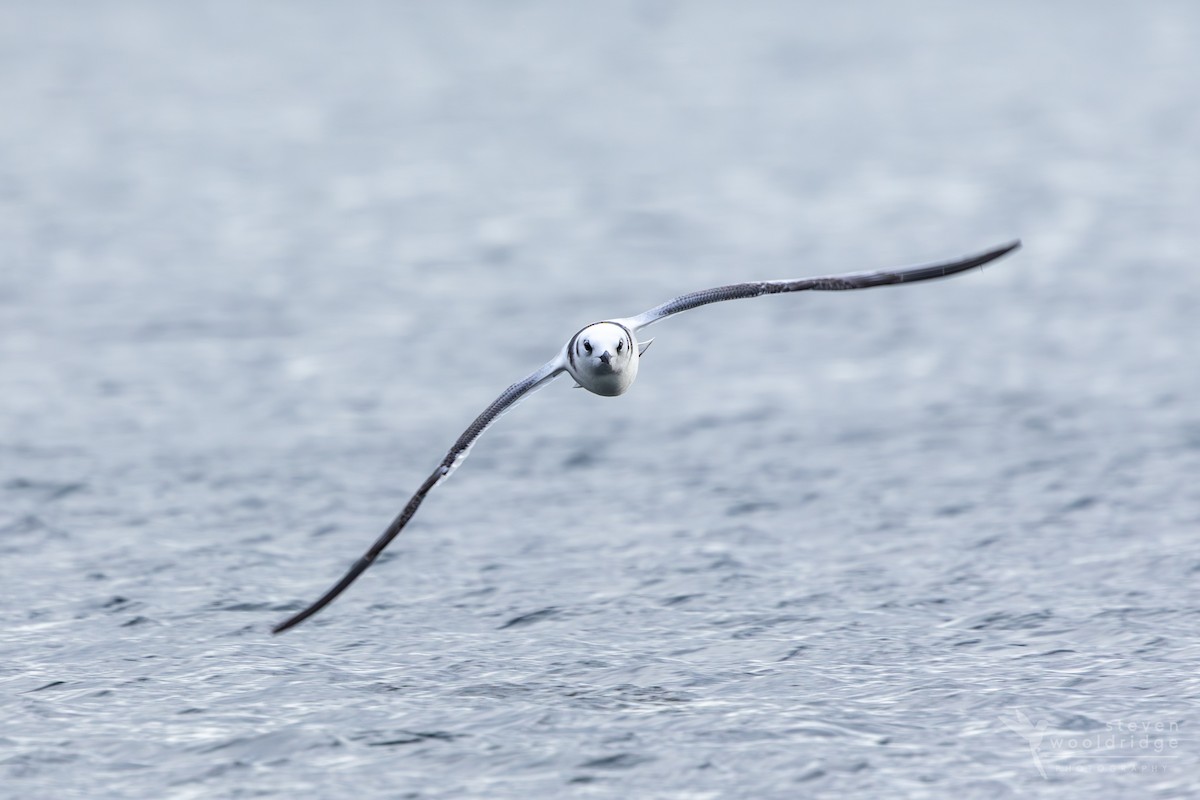 Black-legged Kittiwake - ML641872333