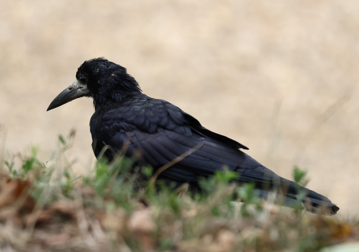 Ekin Kargası - ML641872334