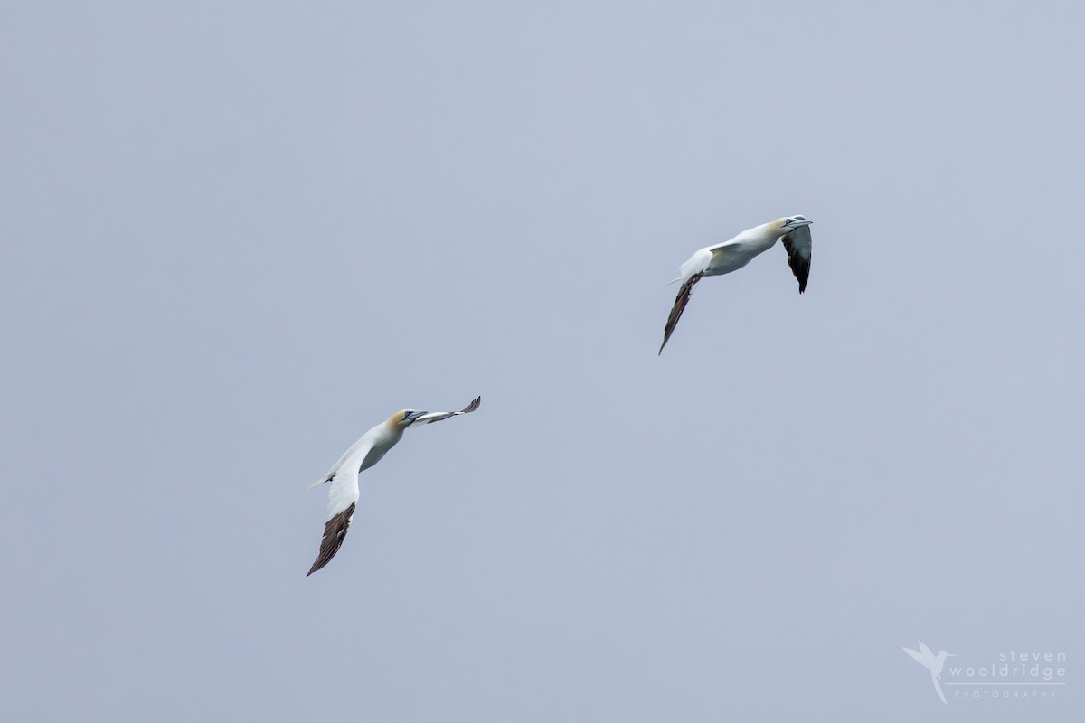 Northern Gannet - ML641872349