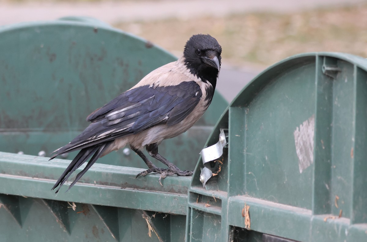 Hooded Crow - ML641872363