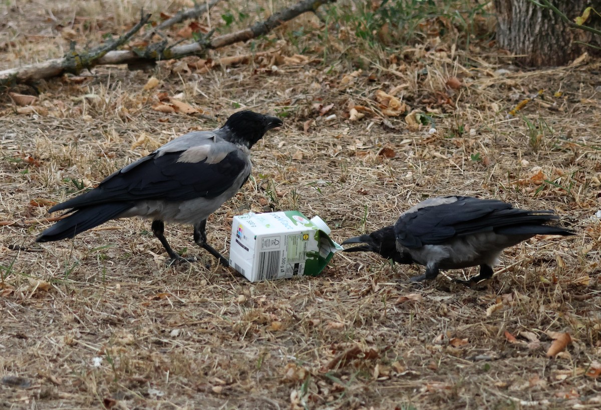 Hooded Crow - ML641872365