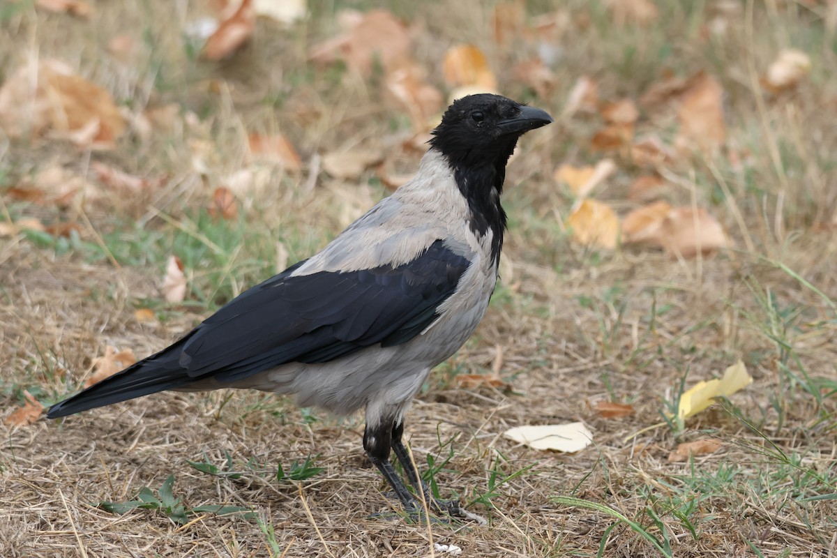 Hooded Crow - ML641872366