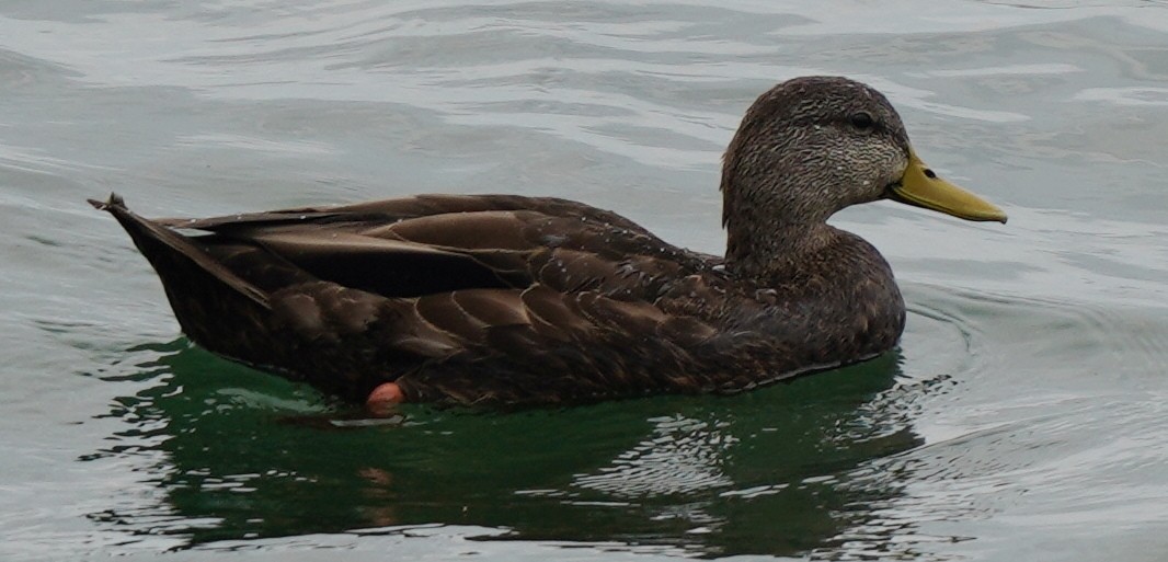 American Black Duck - ML641872375