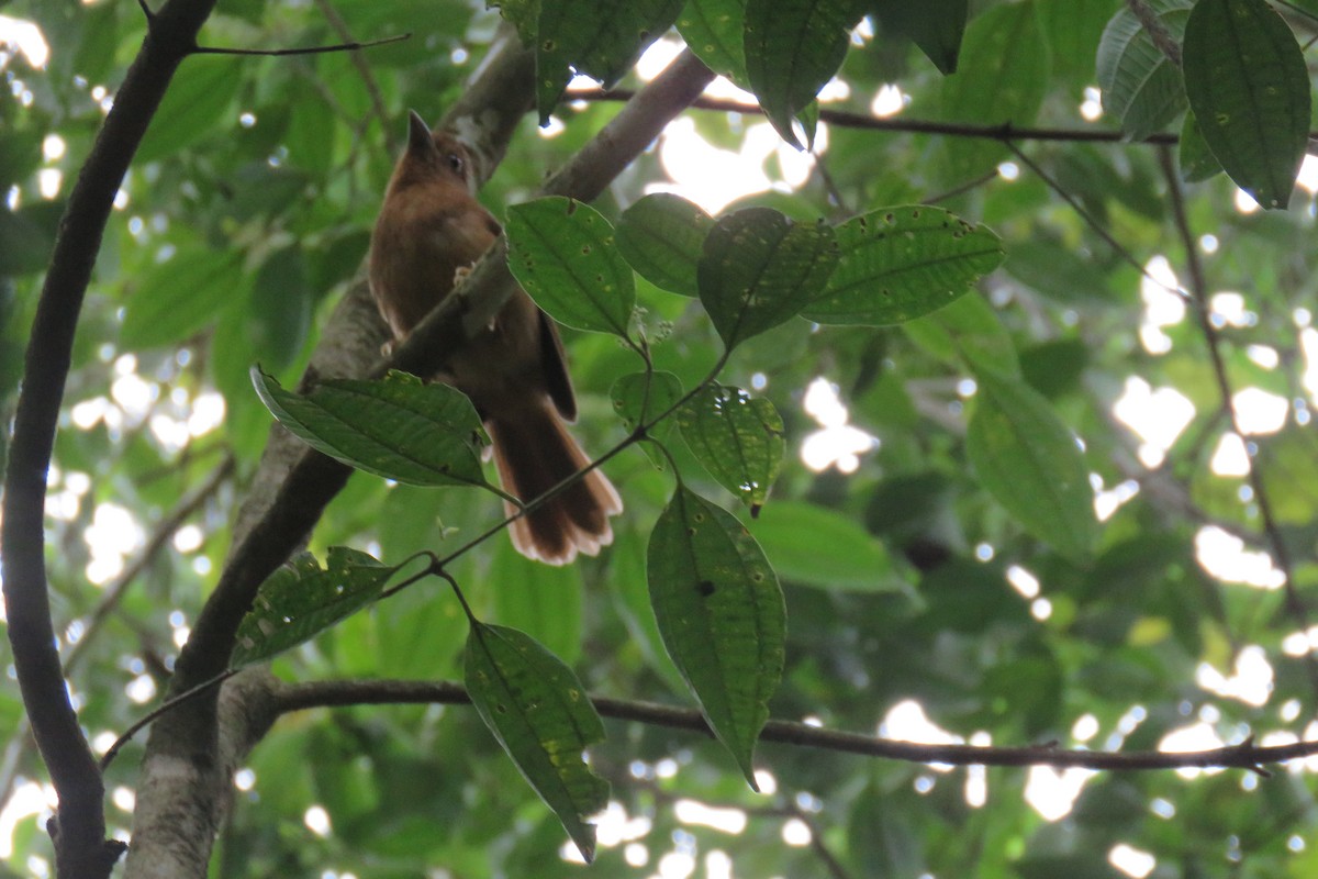 Red-crowned Ant-Tanager - ML641872379