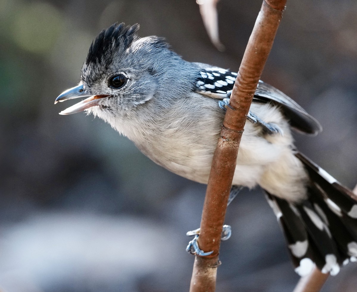 Planalto Slaty-Antshrike - ML641872387