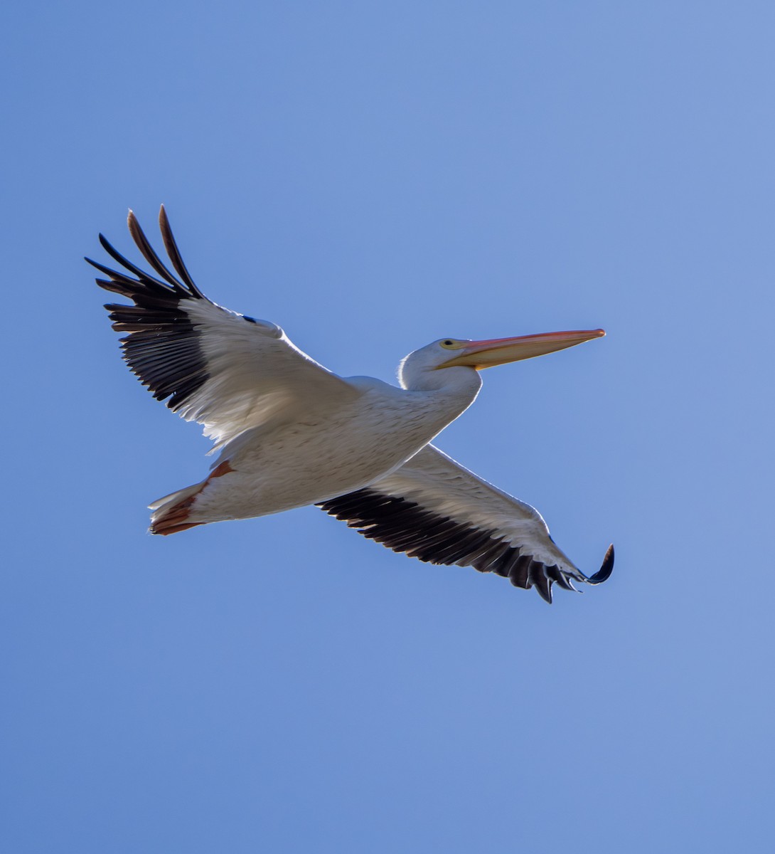 American White Pelican - ML641872389