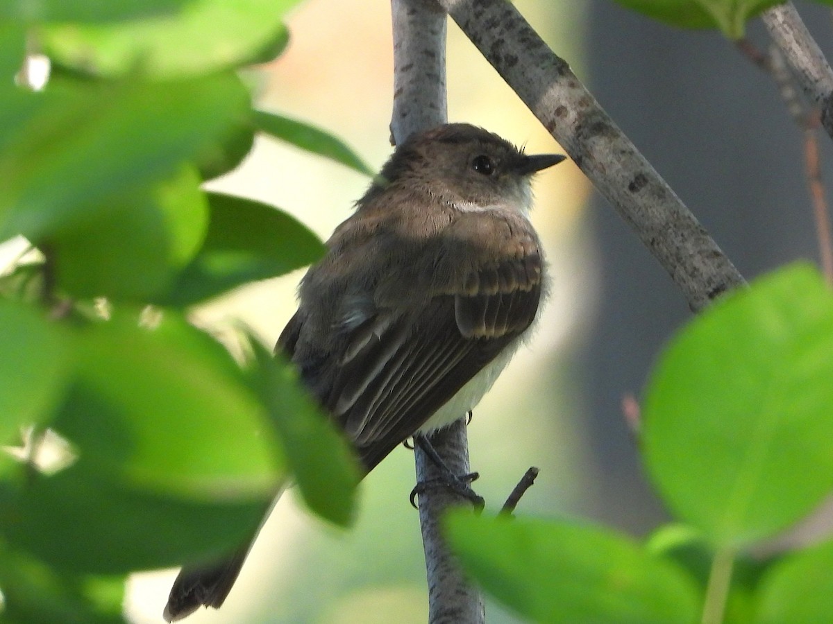 Eastern Phoebe - ML641872390