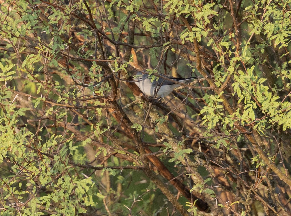 Blue-gray Gnatcatcher - ML641872397