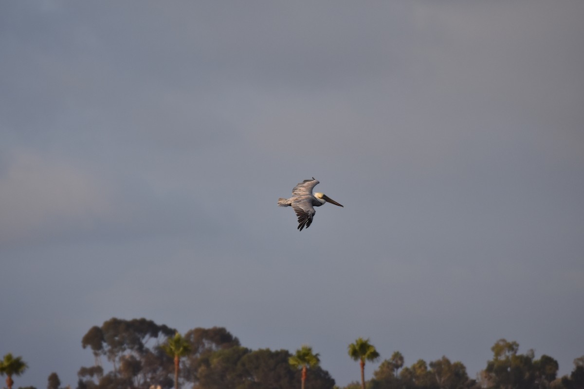 Brown Pelican - ML641872398