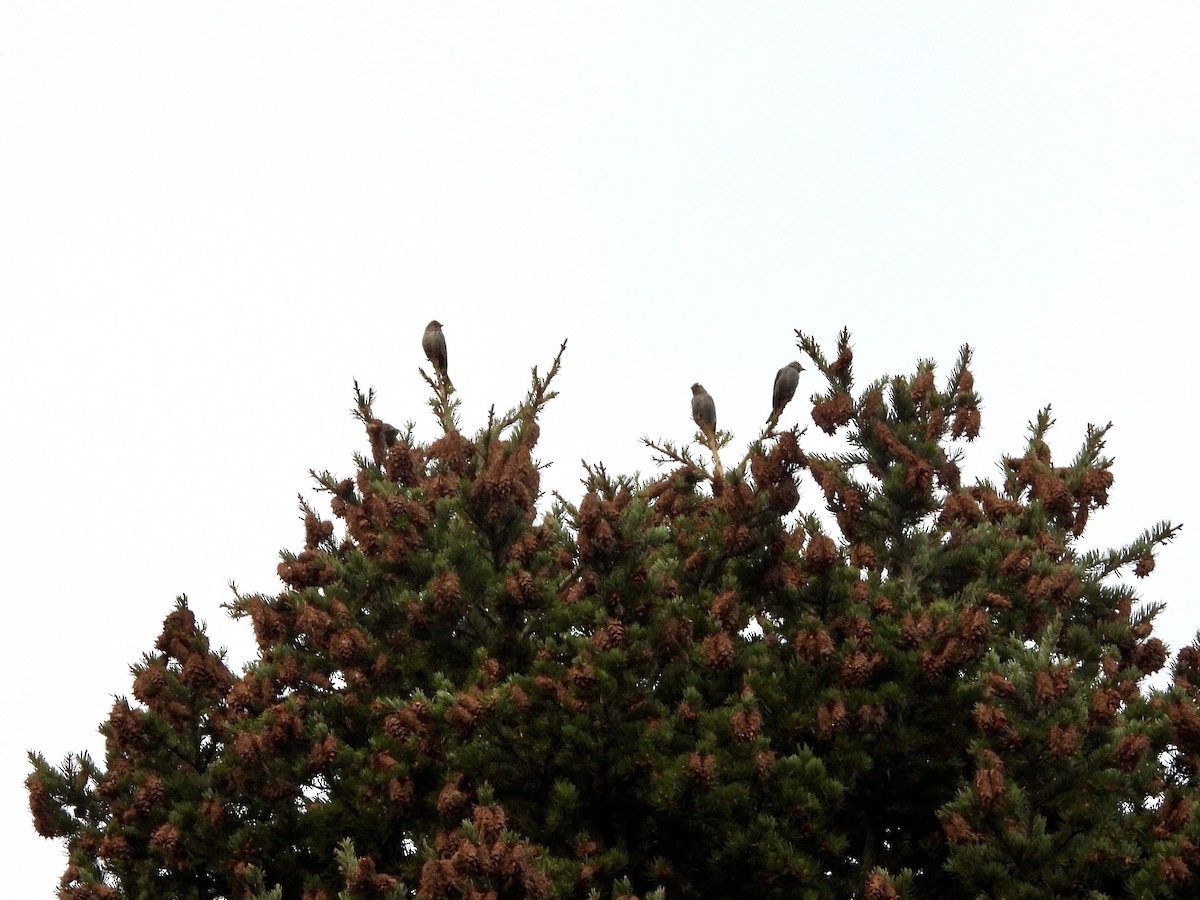 Pine Siskin - ML641872399