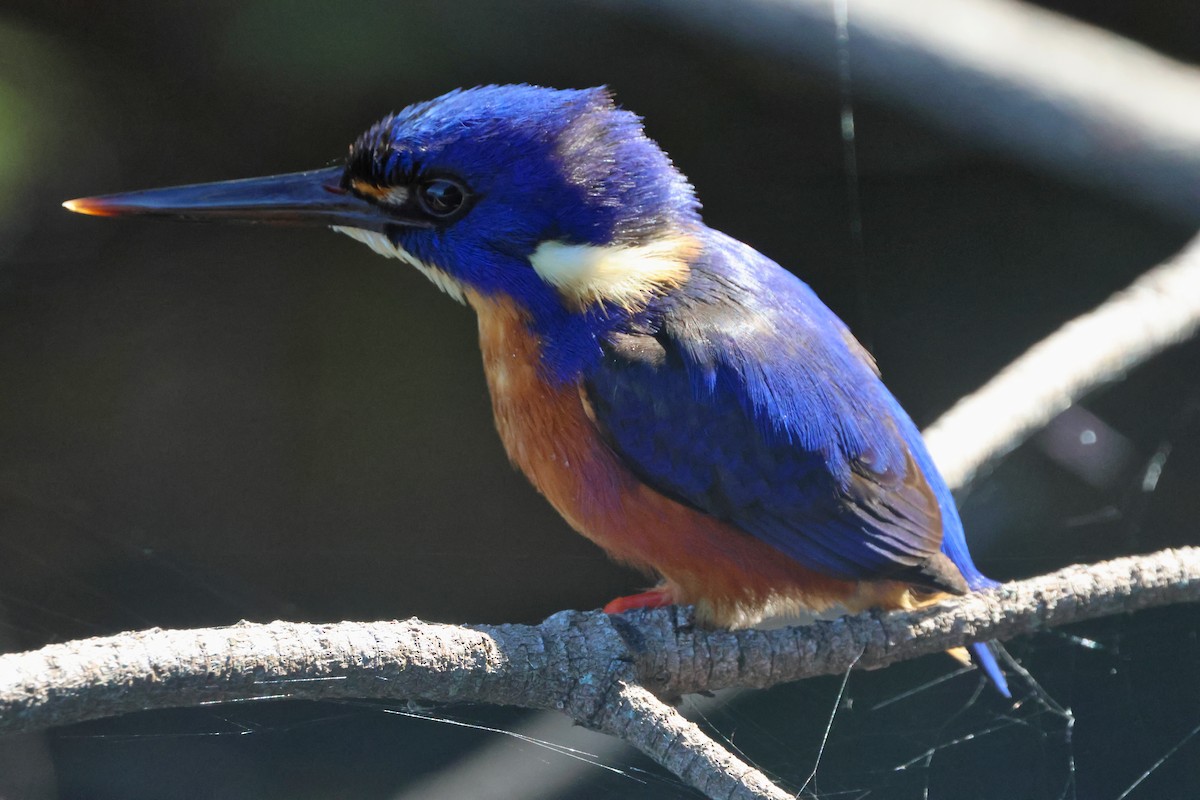 ルリミツユビカワセミ - ML641872403