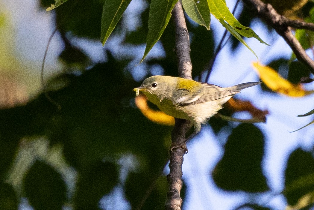 Northern Parula - ML641872404