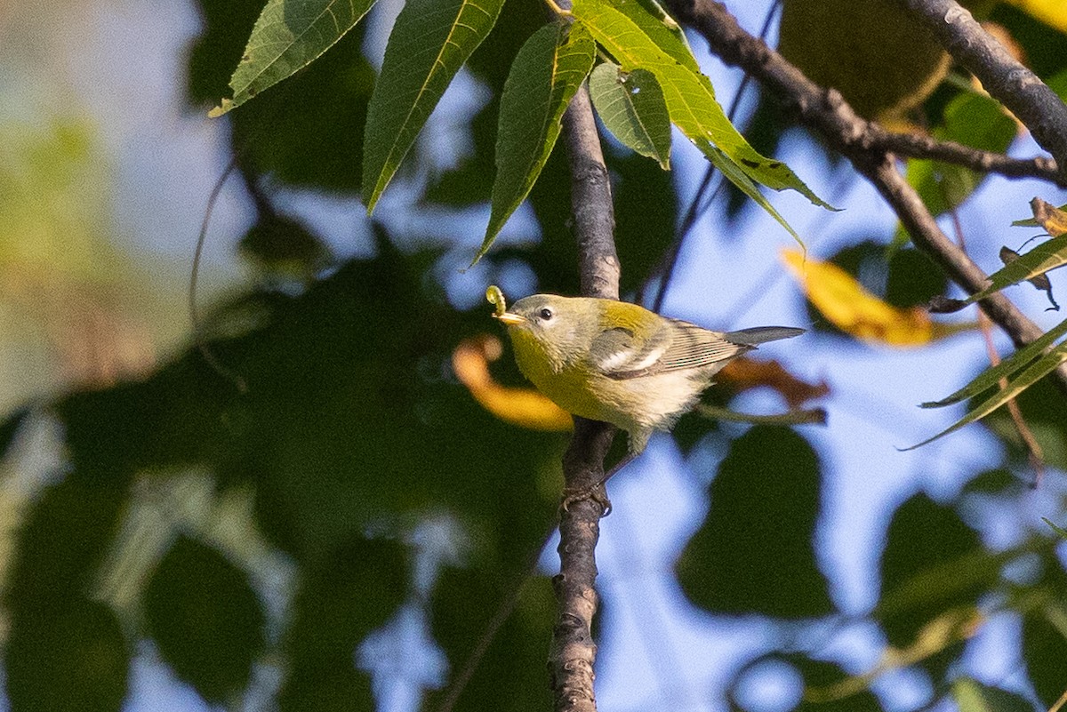 Northern Parula - ML641872405