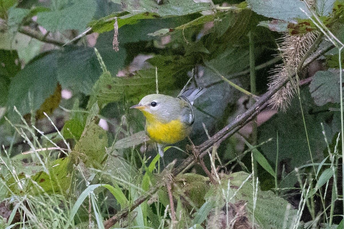 Northern Parula - ML641872407