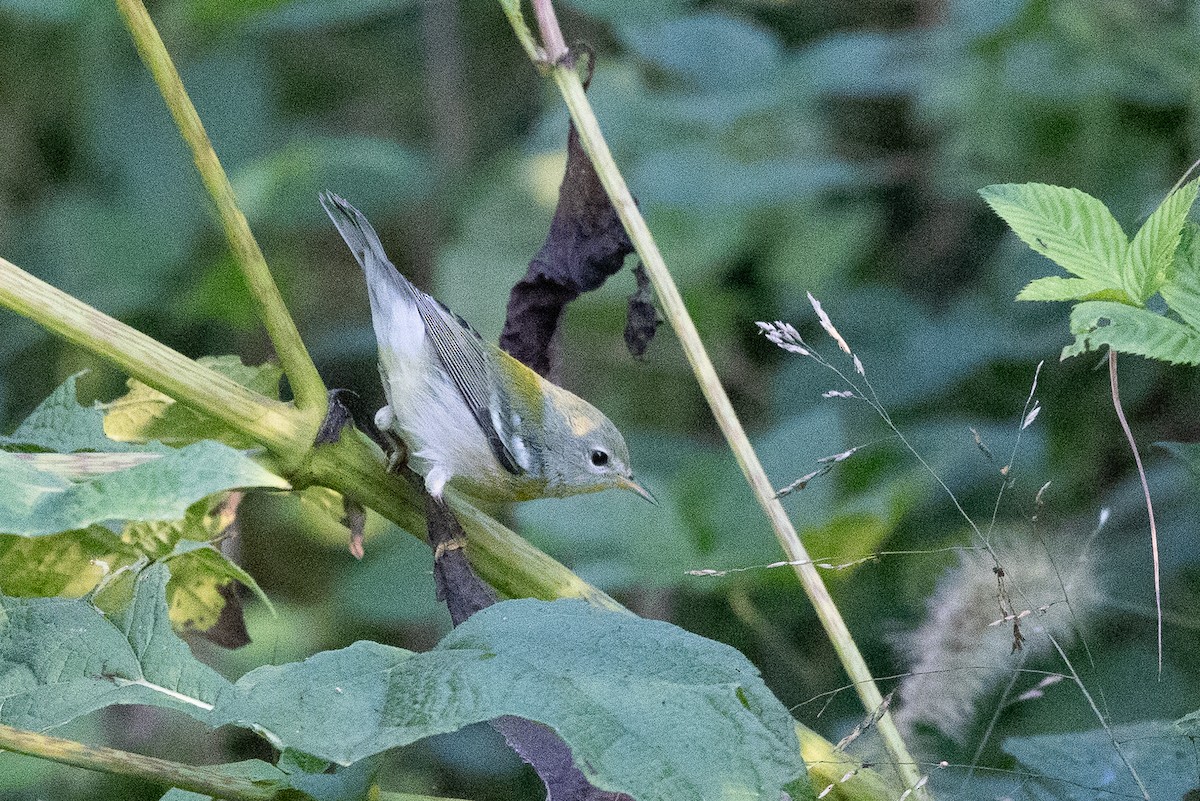 Northern Parula - ML641872408