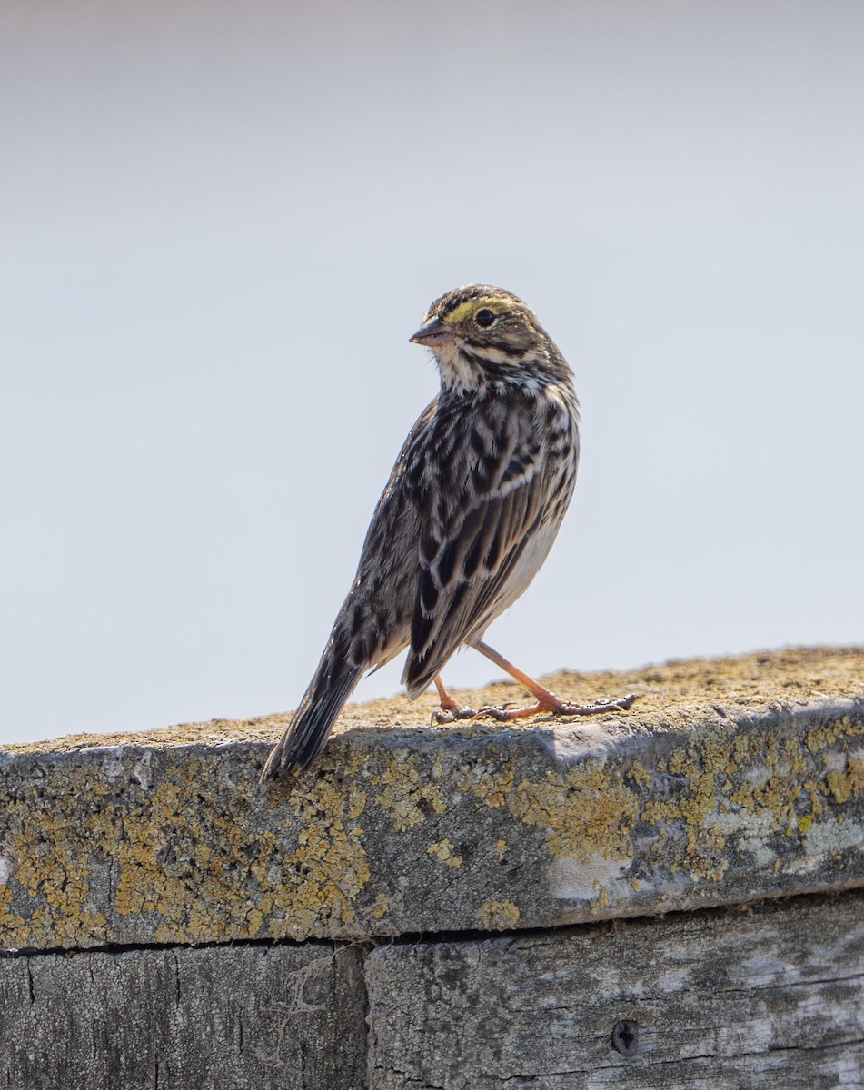 Savannah Sparrow - ML641872411