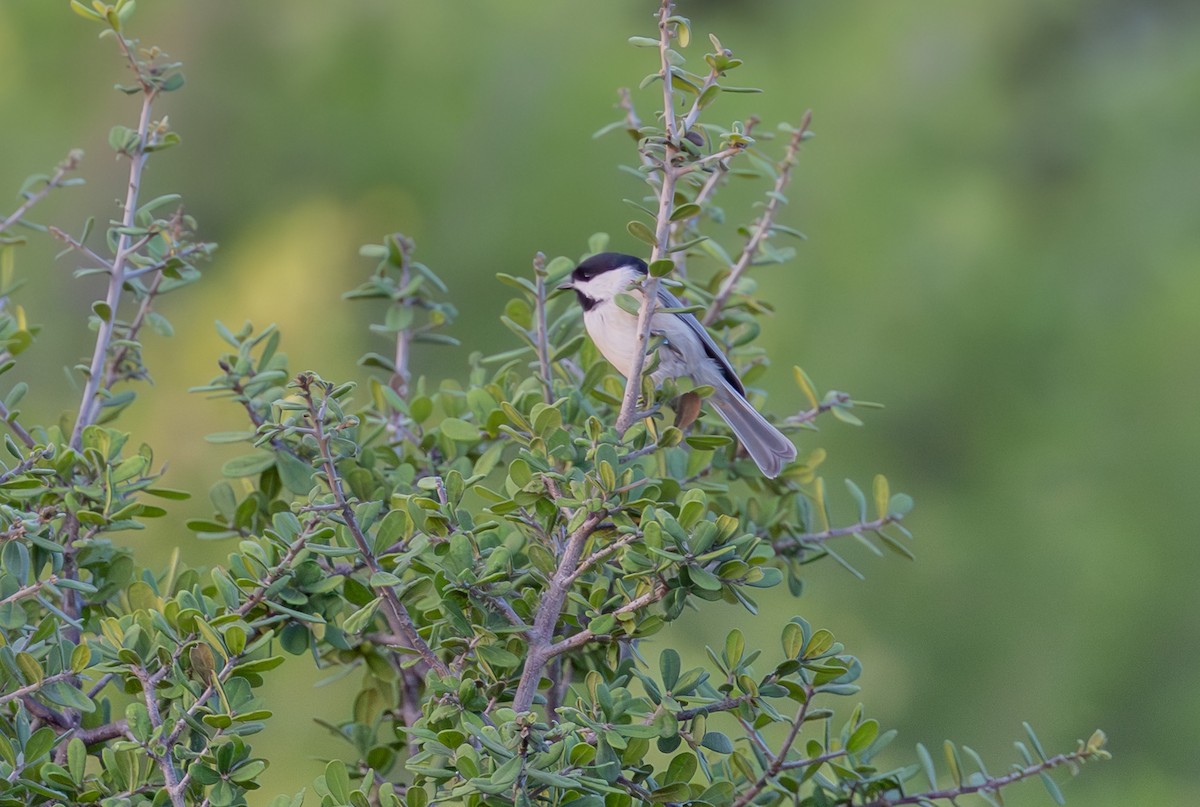 Carolina Chickadee - ML641872412