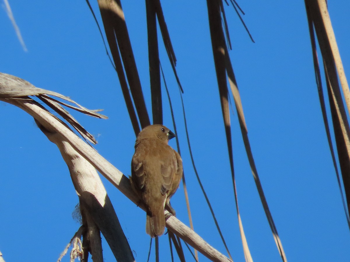 Scaly-breasted Munia - ML641872417