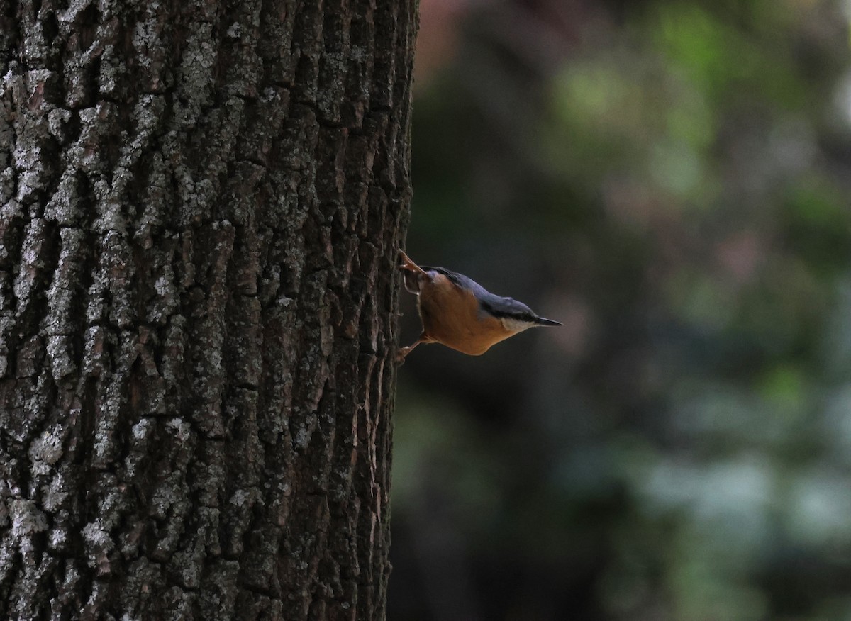 Garrapo eurasiarra - ML641872443
