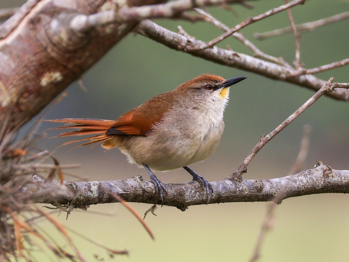 Yellow-chinned Spinetail - ML641872457