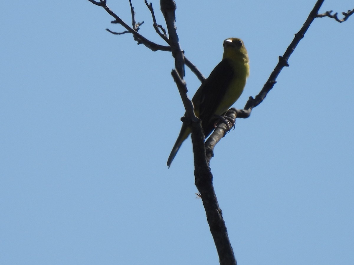 Scarlet Tanager - ML641872458