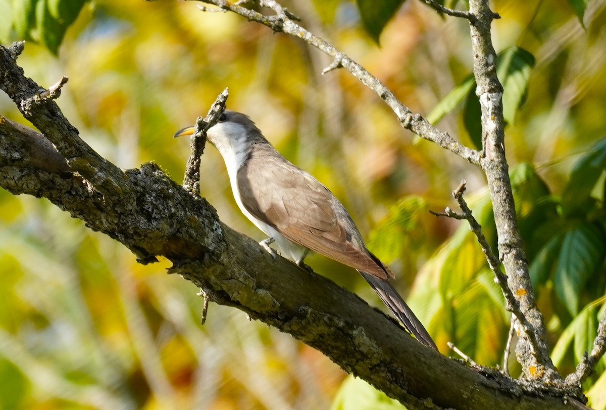 Yellow-billed Cuckoo - ML641872472