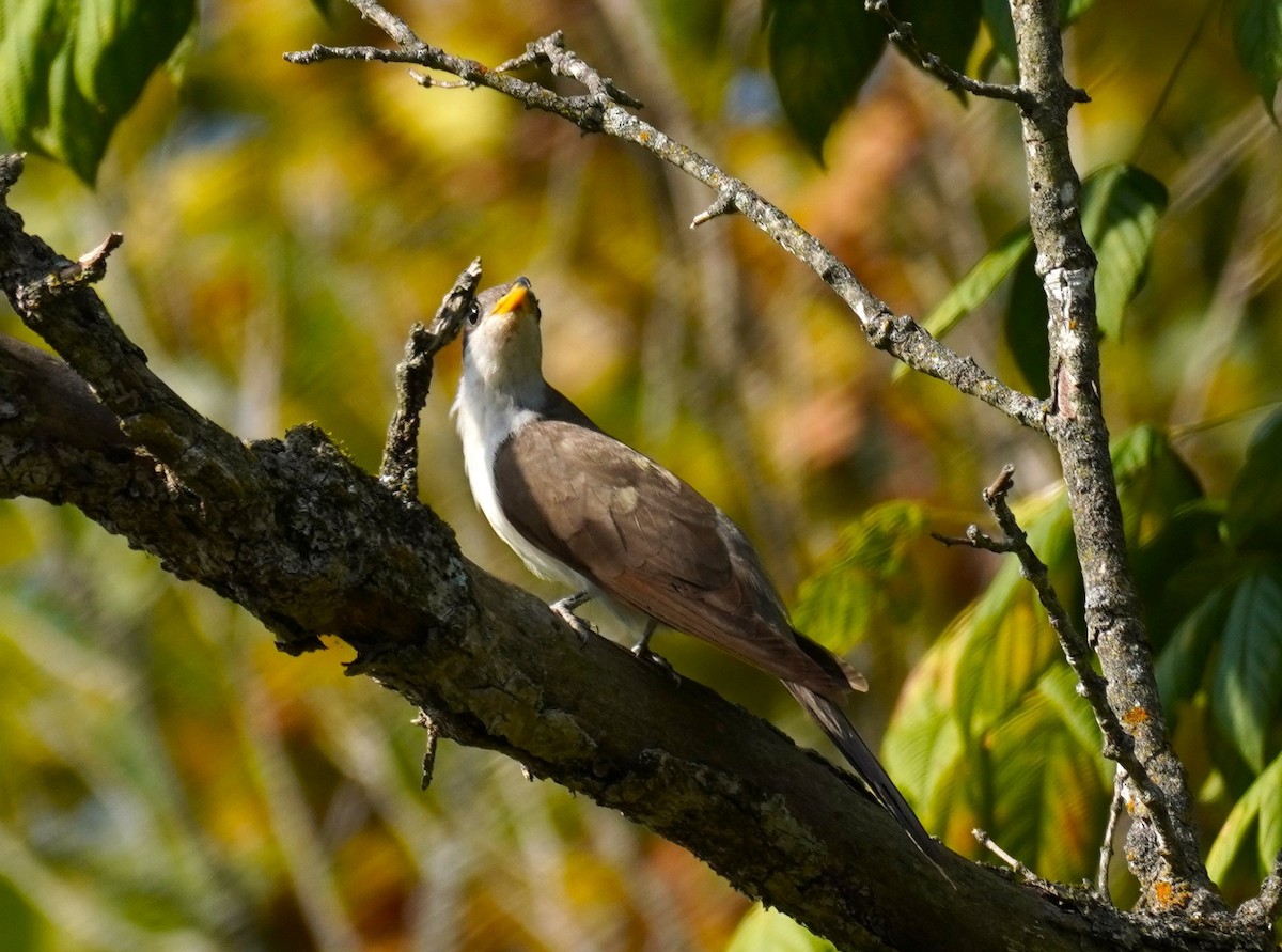 Yellow-billed Cuckoo - ML641872481
