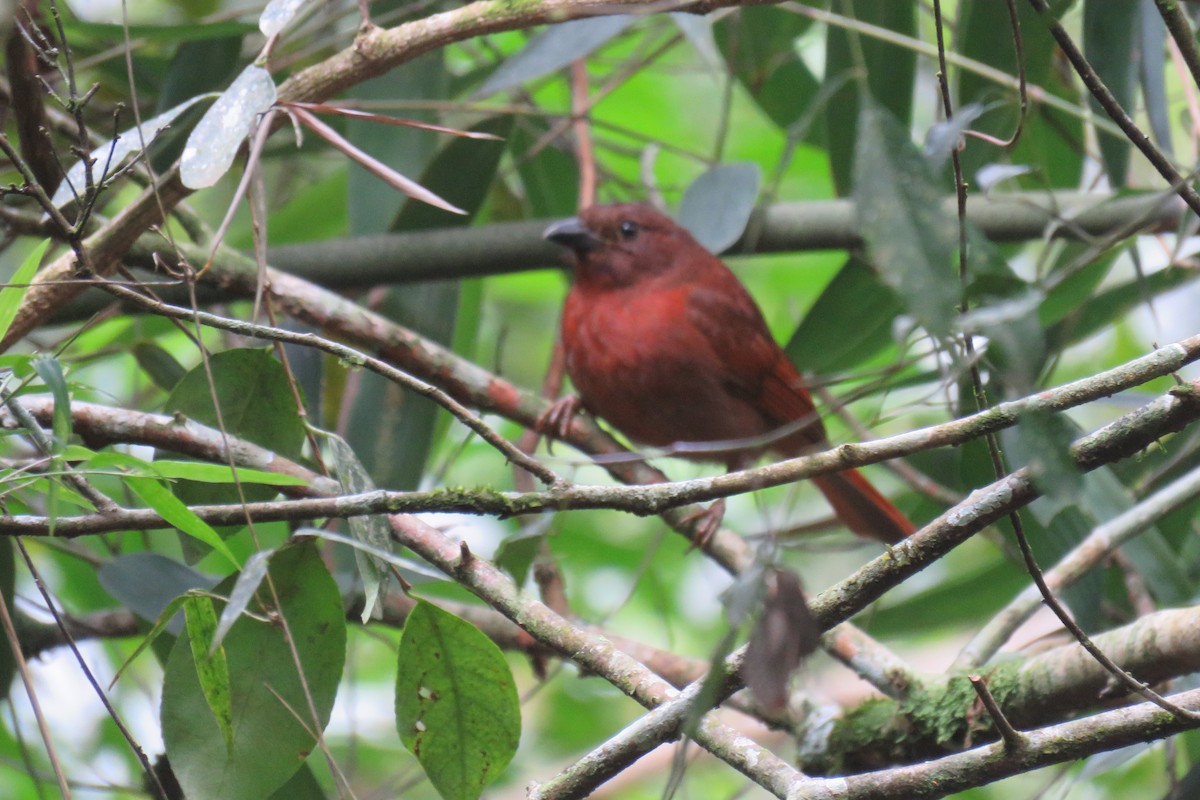 Red-crowned Ant-Tanager - ML641872484