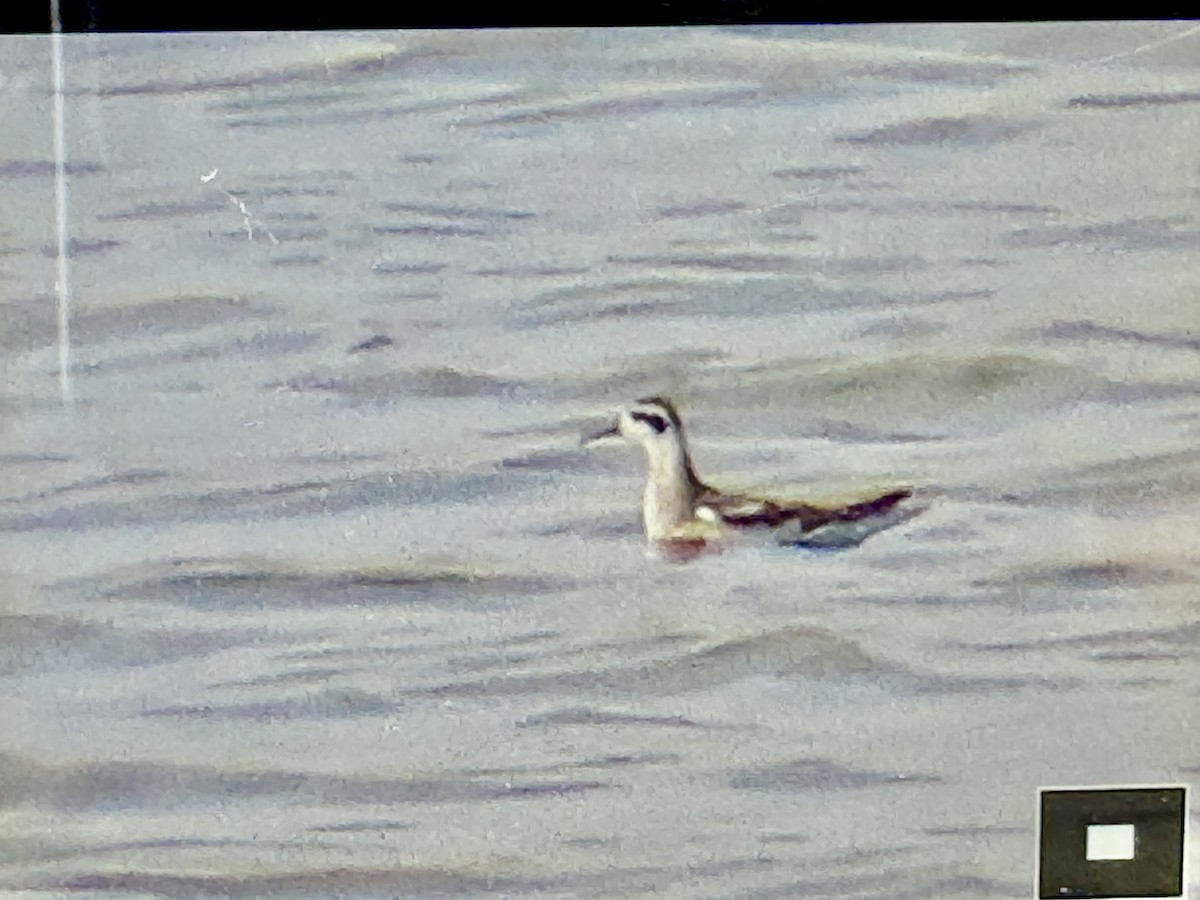 Нарийн сэлээхэй - ML641872495