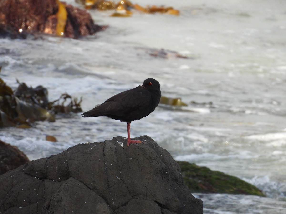 Sooty Oystercatcher - ML641872498
