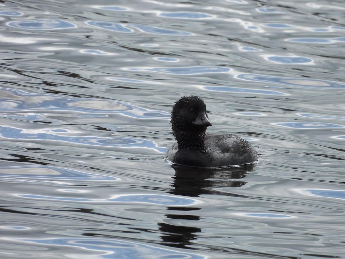 Musk Duck - ML641872509