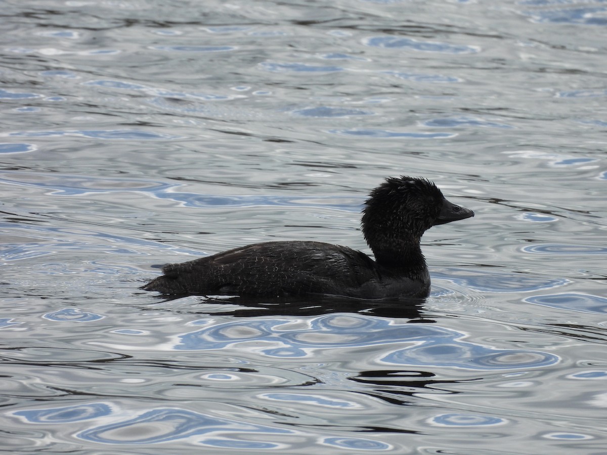 Musk Duck - ML641872510