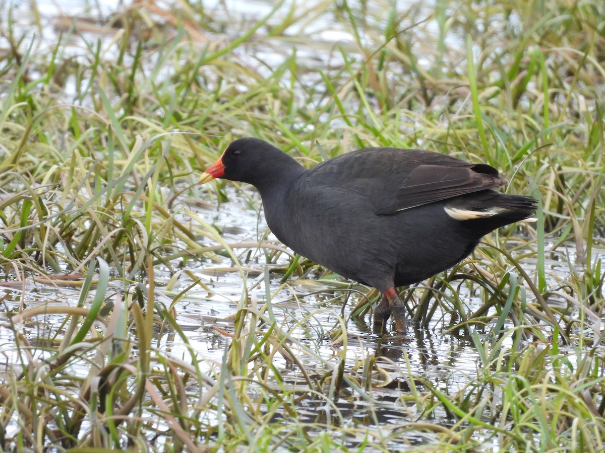 Dusky Moorhen - ML641872512