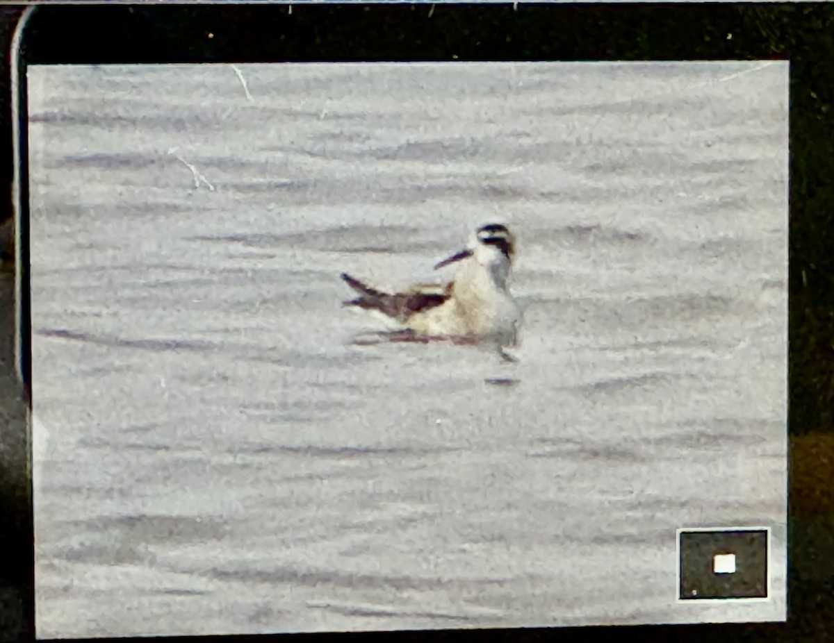 Нарийн сэлээхэй - ML641872519