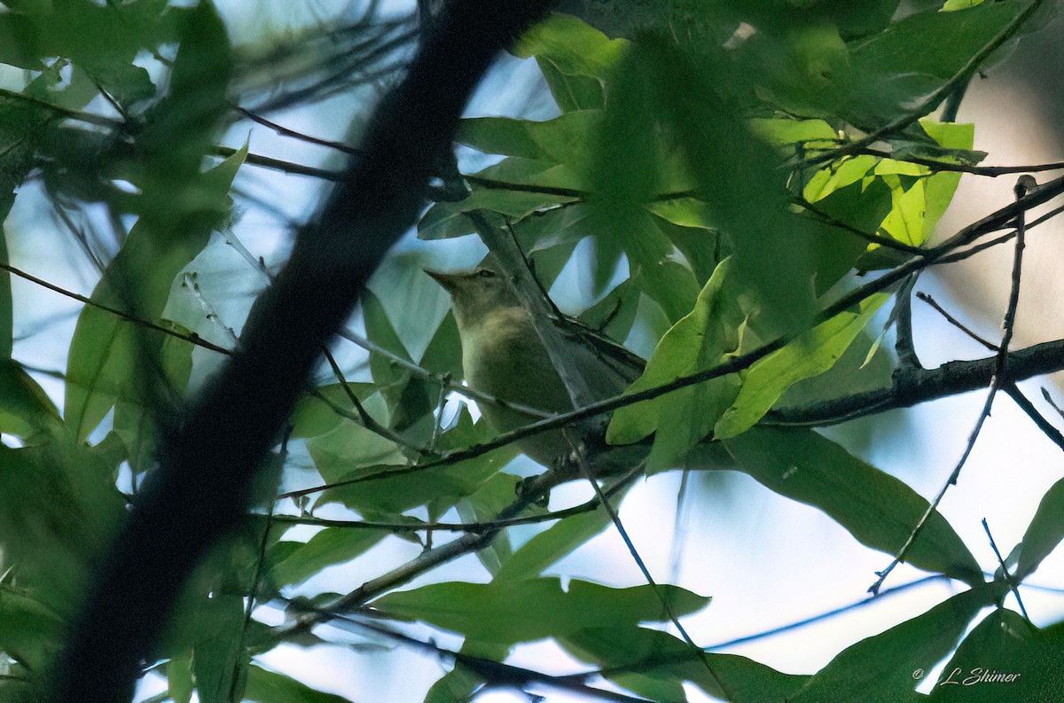 Tennessee Warbler - ML641872526