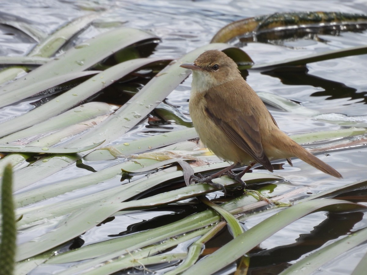 Australian Reed Warbler - ML641872530